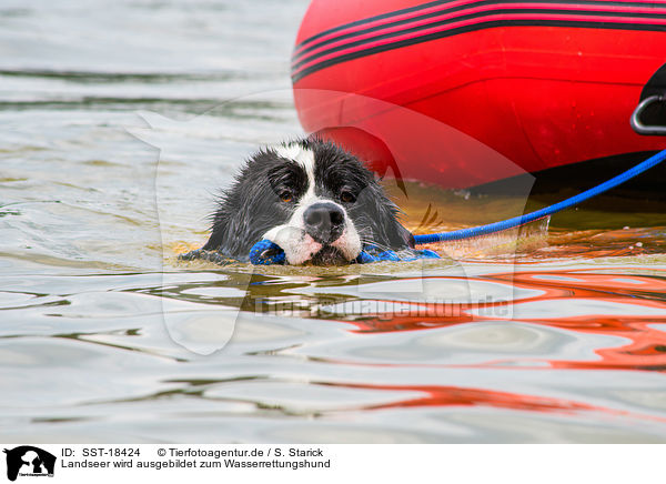 Landseer wird ausgebildet zum Wasserrettungshund / Landseer is trained as a water rescue dog / SST-18424