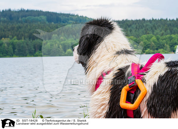 Landseer wird ausgebildet zum Wasserrettungshund / SST-18428