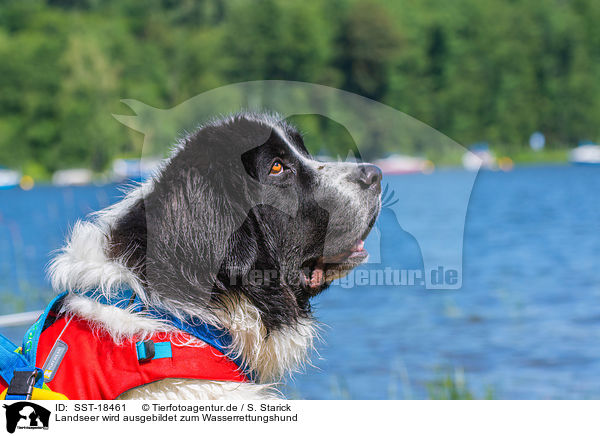 Landseer wird ausgebildet zum Wasserrettungshund / SST-18461