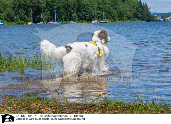 Landseer wird ausgebildet zum Wasserrettungshund / SST-18487