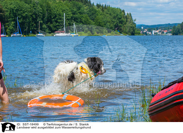 Landseer wird ausgebildet zum Wasserrettungshund / Landseer is trained as a water rescue dog / SST-18499