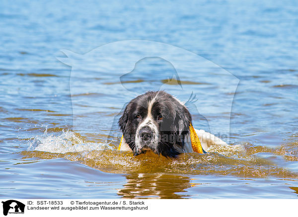 Landseer wird ausgebildet zum Wasserrettungshund / SST-18533