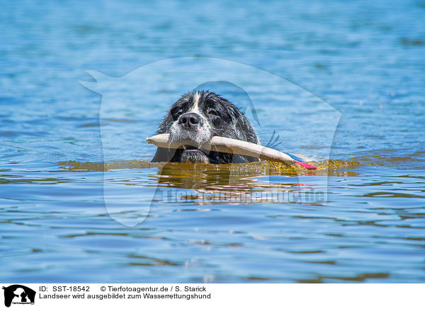 Landseer wird ausgebildet zum Wasserrettungshund / SST-18542