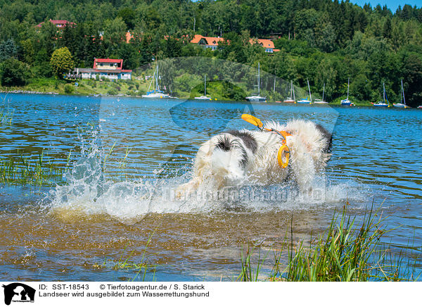 Landseer wird ausgebildet zum Wasserrettungshund / SST-18543