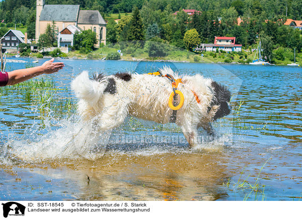 Landseer wird ausgebildet zum Wasserrettungshund / SST-18545