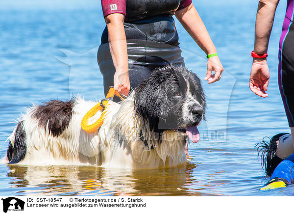 Landseer wird ausgebildet zum Wasserrettungshund / SST-18547