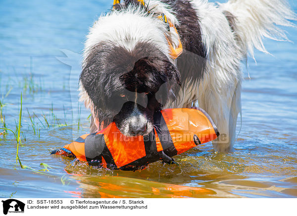 Landseer wird ausgebildet zum Wasserrettungshund / SST-18553