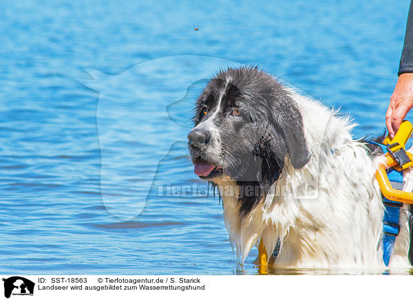 Landseer wird ausgebildet zum Wasserrettungshund / Landseer is trained as a water rescue dog / SST-18563