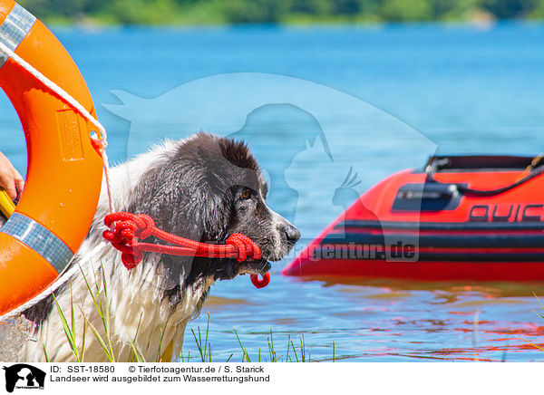 Landseer wird ausgebildet zum Wasserrettungshund / SST-18580