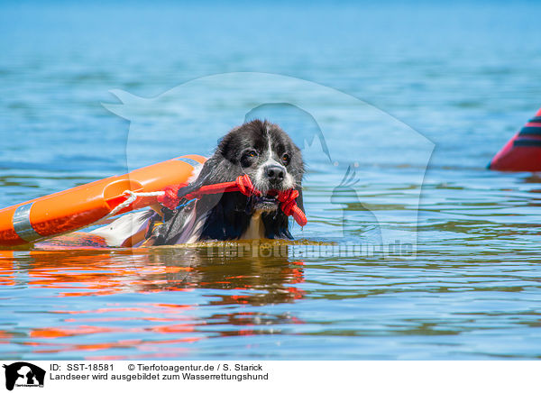 Landseer wird ausgebildet zum Wasserrettungshund / Landseer is trained as a water rescue dog / SST-18581