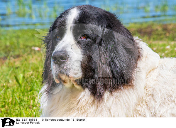 Landseer Portrait / SST-18588