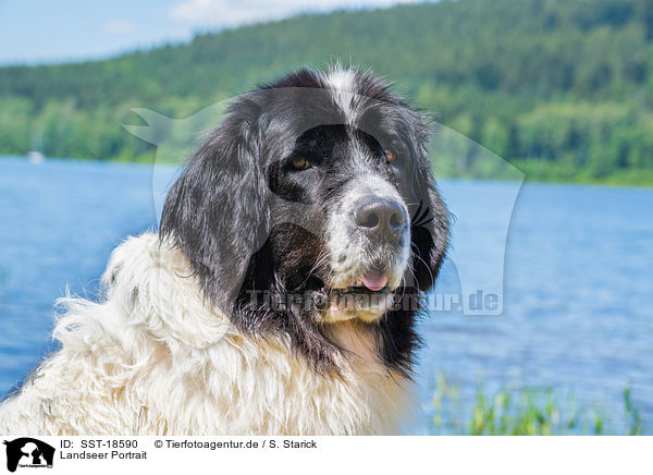 Landseer Portrait / SST-18590