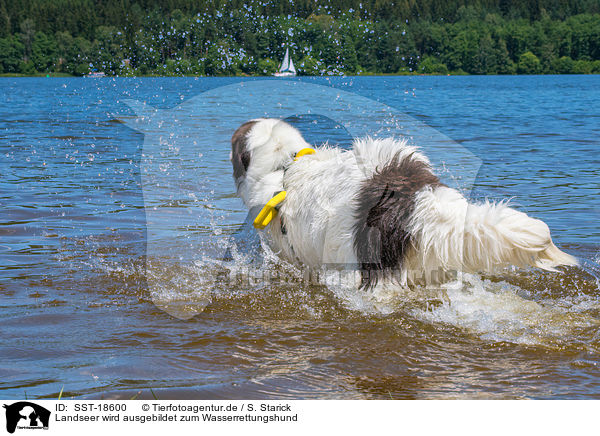 Landseer wird ausgebildet zum Wasserrettungshund / Landseer is trained as a water rescue dog / SST-18600