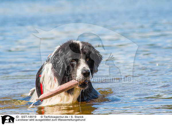 Landseer wird ausgebildet zum Wasserrettungshund / Landseer is trained as a water rescue dog / SST-18619