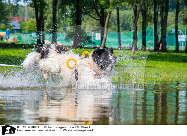 Landseer wird ausgebildet zum Wasserrettungshund / SST-18634