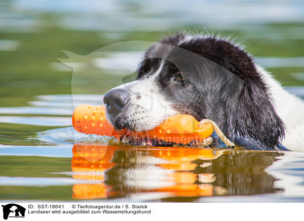 Landseer wird ausgebildet zum Wasserrettungshund / Landseer is trained as a water rescue dog / SST-18641