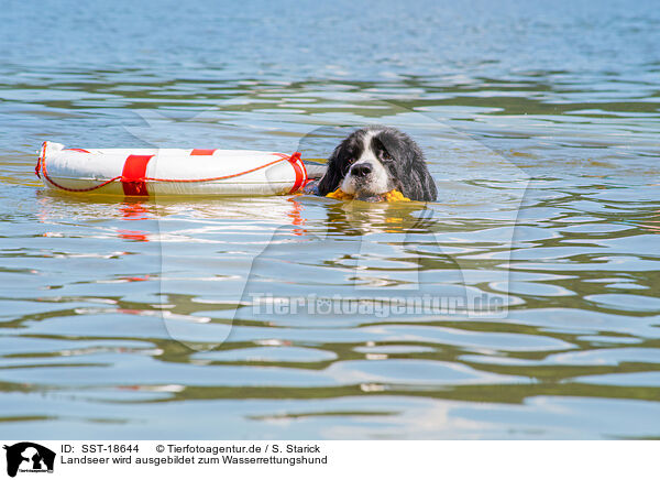 Landseer wird ausgebildet zum Wasserrettungshund / Landseer is trained as a water rescue dog / SST-18644