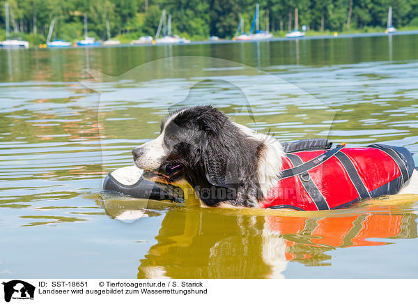 Landseer wird ausgebildet zum Wasserrettungshund / SST-18651