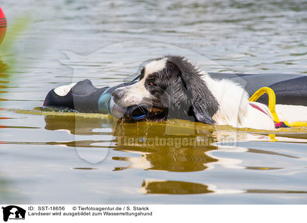 Landseer wird ausgebildet zum Wasserrettungshund / Landseer is trained as a water rescue dog / SST-18656