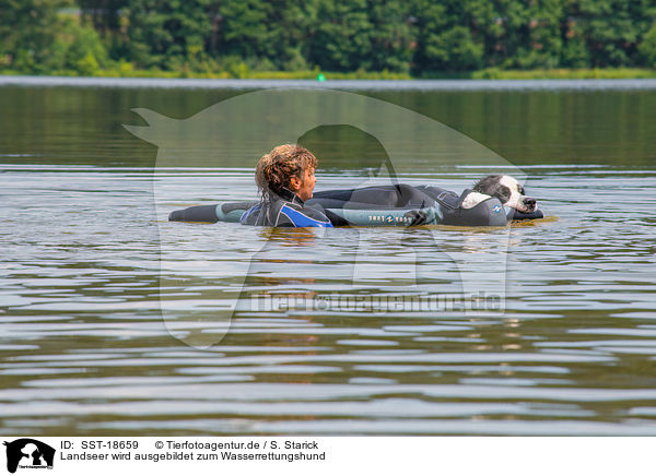 Landseer wird ausgebildet zum Wasserrettungshund / SST-18659