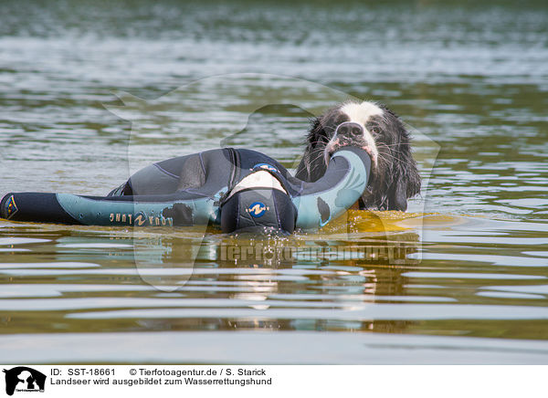 Landseer wird ausgebildet zum Wasserrettungshund / SST-18661