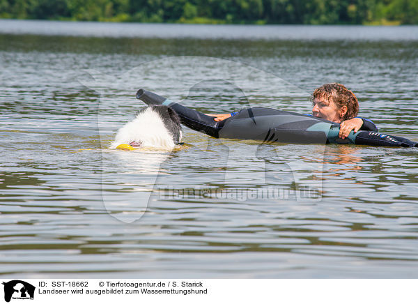 Landseer wird ausgebildet zum Wasserrettungshund / SST-18662