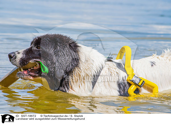 Landseer wird ausgebildet zum Wasserrettungshund / SST-18672