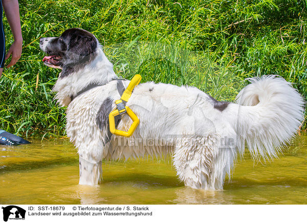 Landseer wird ausgebildet zum Wasserrettungshund / SST-18679