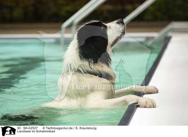 Landseer im Schwimmbad / SK-02527