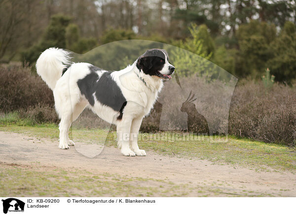 Landseer / KB-09260