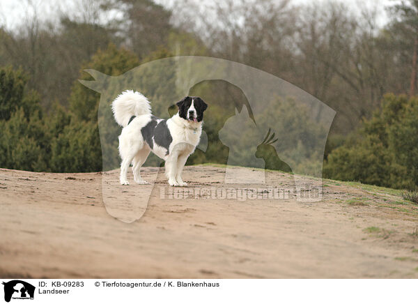 Landseer / KB-09283