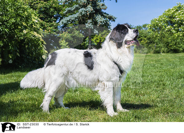 Landseer / Landseer / SST-23030