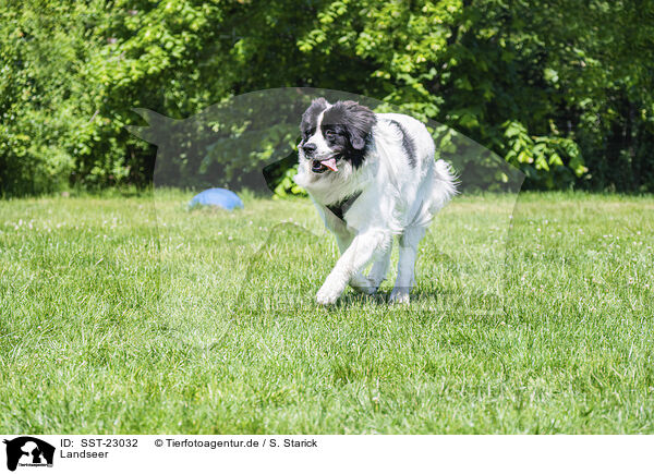 Landseer / SST-23032