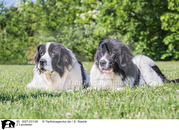 2 Landseer / SST-23138