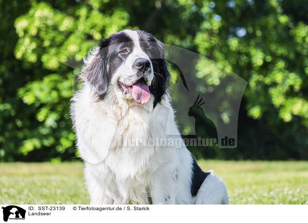 Landseer / SST-23139