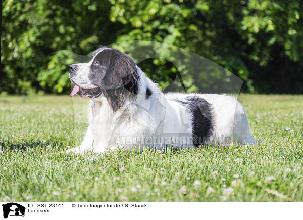 Landseer / SST-23141