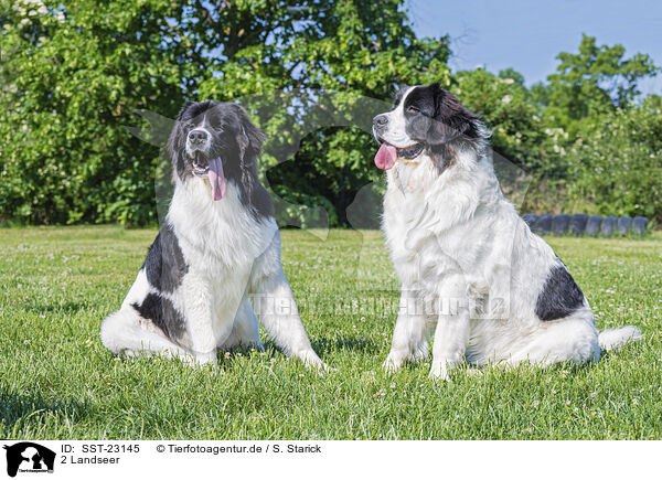 2 Landseer / SST-23145