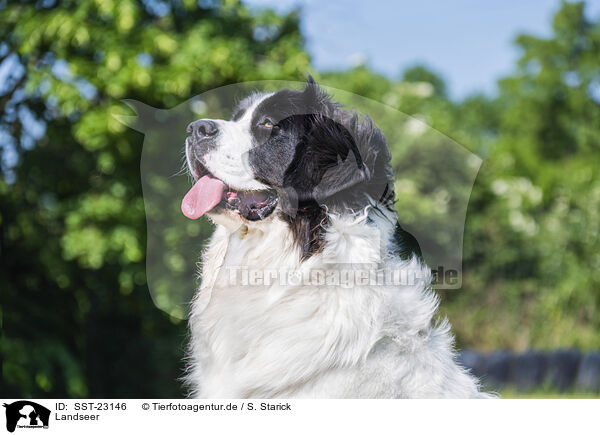 Landseer / SST-23146