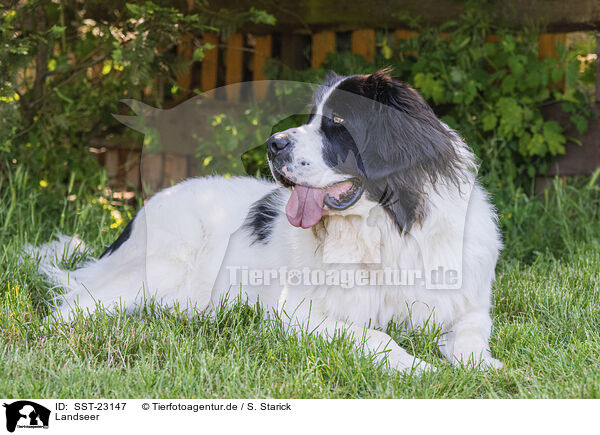 Landseer / SST-23147