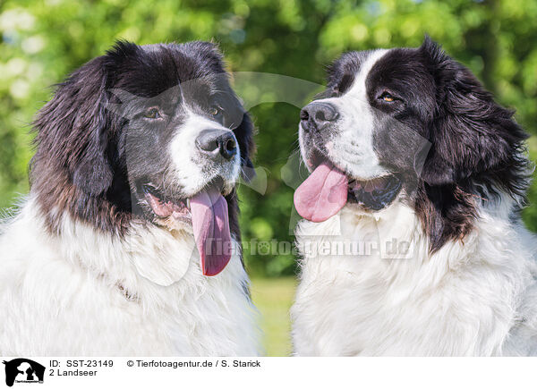 2 Landseer / SST-23149