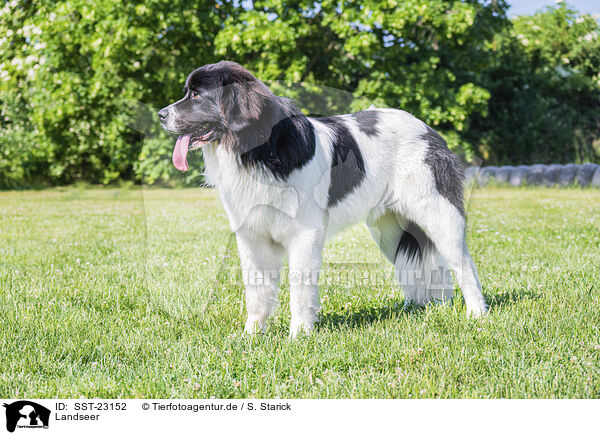 Landseer / SST-23152