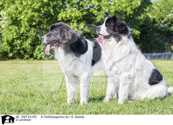 2 Landseer / SST-23153