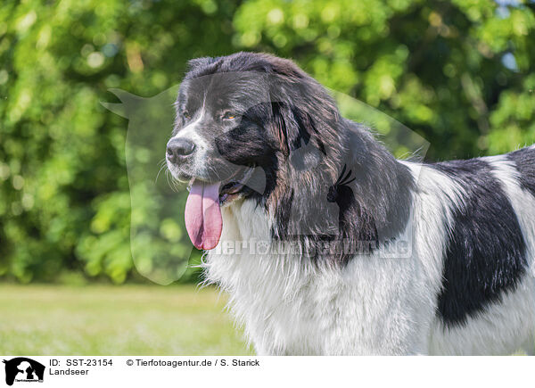 Landseer / SST-23154