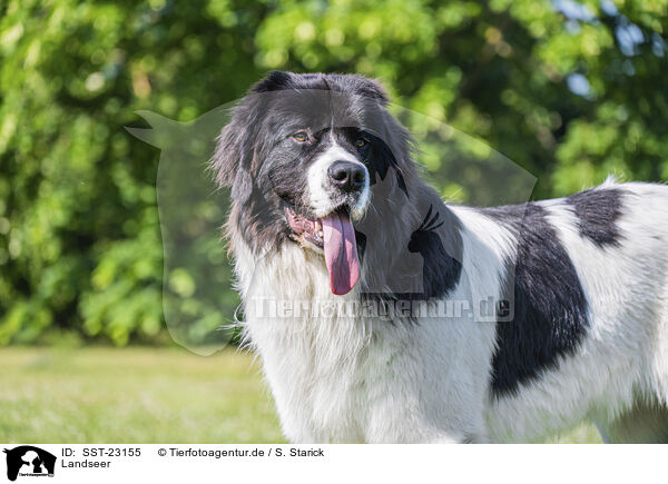 Landseer / SST-23155