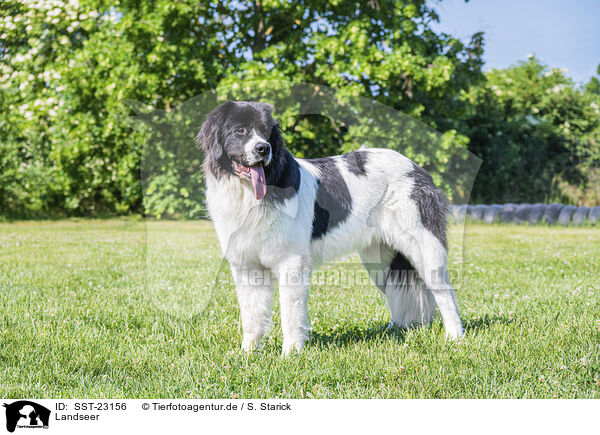 Landseer / SST-23156