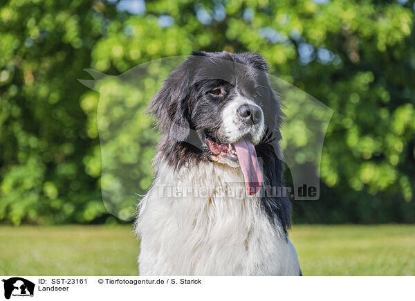 Landseer / SST-23161