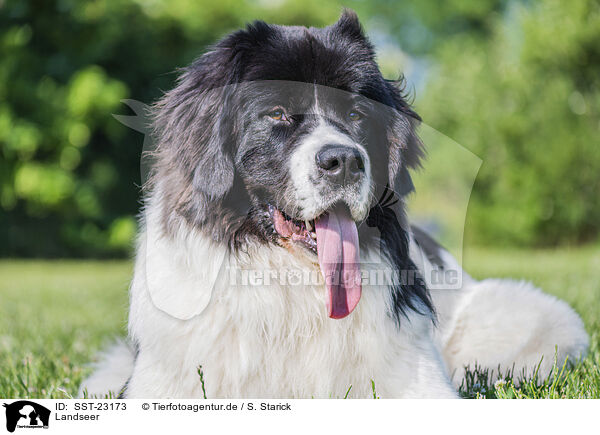 Landseer / SST-23173