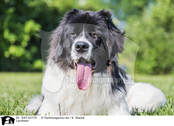 Landseer / SST-23174