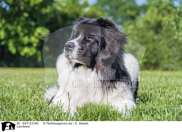 Landseer / SST-23180