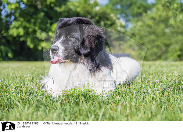 Landseer / SST-23182